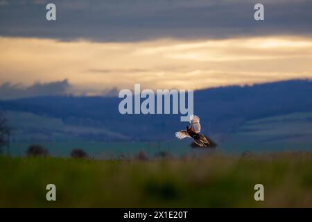 Fasan im Anflug Fasan im Flug auf einer Wiese mit einem wunderschönen Sonnenuntergang. Stockfoto