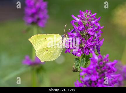 Nahaufnahme des schönen gelben Schmetterlings auf blühender lila Blume im Garten Stockfoto