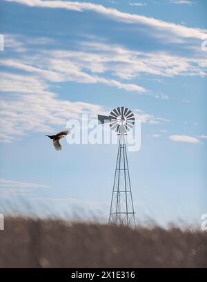 Ein fliegender Hahnfasan und eine Windmühle in North Dakota Stockfoto