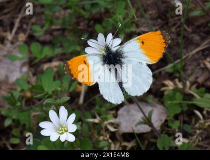 113.04.2024 / Sachsen Anhalt Sachsen-Anhalt Halle Schmetterling Schmetterlinge Falter Biodiversität Insekt Insekten Tagfalter Macroaufnahme Makroaufnahme Makroaufnahme Makrofoto Makrofoto Foto: Aurorafalter Anthocharis cardamines Weißlinge Pieridae *** 113 04 2024 Sachsen Anhalt Sachsen Anhalt Halle Schmetterlinge Schmetterlinge Biodiversität Insekten Schmetterling Schmetterling Makrofoto Makrofoto Makrofoto Aurora Schmetterling Anthocharis cardamines Weiße Schmetterlinge Pieridae Stockfoto