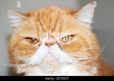 Exotische Ginger-Katze mit einem Katheter auf der Pfote Stockfoto