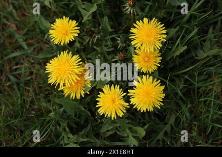 Gelbe Löwenzahn blühen im Frühjahr auf einem grünen Feld. Stockfoto