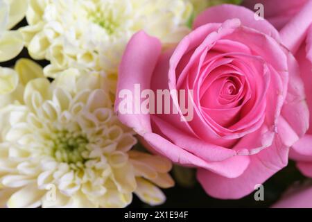 Weiße Chrysantheme und eine rosa Rose in Nahaufnahme Stockfoto