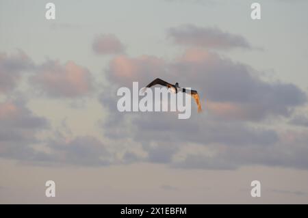 Ein Vogel fliegt über dem Ozean mit einem Segelboot im Hintergrund. Der Himmel ist bewölkt und das Wasser ist ruhig Stockfoto