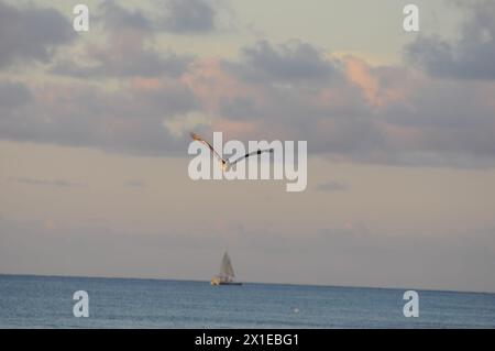 Ein Vogel fliegt über dem Ozean mit einem Segelboot im Hintergrund. Der Himmel ist bewölkt und das Wasser ist ruhig Stockfoto