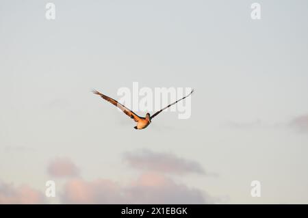 Ein Vogel fliegt über dem Ozean mit einem Segelboot im Hintergrund. Der Himmel ist bewölkt und das Wasser ist ruhig Stockfoto