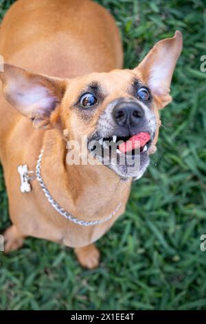 Ein wunderschöner Dackel-Mix-Kreuzhund macht lustige Gesichter, während er versucht, einen Keks in der Luft zu schnappen. Stockfoto