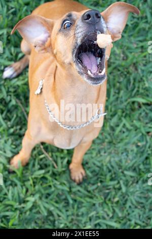 Ein wunderschöner Dackel-Mix-Kreuzhund macht lustige Gesichter, während er versucht, einen Keks in der Luft zu schnappen. Stockfoto