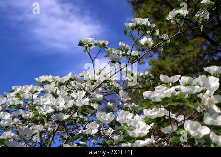 Cornus, Mountain Dogwood Stockfoto