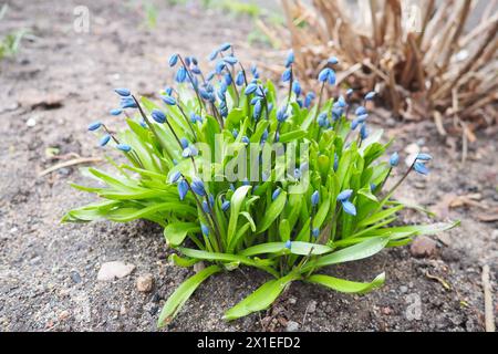 Scilla ist eine Gattung von zwiebelbildenden mehrjährigen krautigen Pflanzen aus der Familie der Sparagaceae, Unterfamilie Scilloideae. In Engli werden manchmal die Quietschen genannt Stockfoto