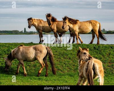 Wilde Pferde genießen das gute Wetter. Das „Konikpaarden“ (Niederländisch konikpaarden) ist ein relativ kleines Pferd aus Polen, das seit mehreren Jahrzehnten erfolgreich für die natürliche Weidehaltung in den Niederlanden eingesetzt wird. Sie haben eine typische wilde Farbe. Im Frühling können Wanderer sie leicht auf den Wanderwegen finden, die Auen überqueren. Sie leben lieber in großen Gruppen, die in kleinere „Harems“ unterteilt sind, und Sie treffen sie hauptsächlich in den nährstoffreichen und wasserreichen Auen. Koniks können unabhängig in der Natur überleben, da sie wilde Pferde sind. (Foto von Ana Fernandez/SOPA Images/SIP Stockfoto