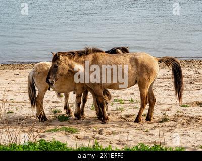 Drei Pferde sind neben dem Wasser zu sehen. Das „Konikpaarden“ (Niederländisch konikpaarden) ist ein relativ kleines Pferd aus Polen, das seit mehreren Jahrzehnten erfolgreich für die natürliche Weidehaltung in den Niederlanden eingesetzt wird. Sie haben eine typische wilde Farbe. Im Frühling können Wanderer sie leicht auf den Wanderwegen finden, die Auen überqueren. Sie leben lieber in großen Gruppen, die in kleinere „Harems“ unterteilt sind, und Sie treffen sie hauptsächlich in den nährstoffreichen und wasserreichen Auen. Koniks können unabhängig in der Natur überleben, da sie wilde Pferde sind. (Foto von Ana Fernandez/SOPA Image Stockfoto