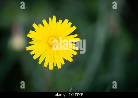Ein selektives fokussiertes Bild einer Löwenzahnblüte, die scheinbar über einem grünen Hintergrund schwebt. Stockfoto