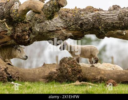 Lämmer spielen auf einem Feld hinter einem umgestürzten Baum auf dem Feld Stockfoto