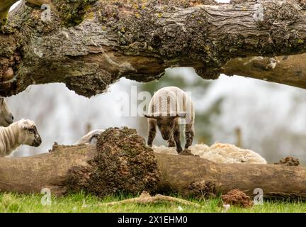 Lämmer spielen auf einem Feld hinter einem umgestürzten Baum auf dem Feld Stockfoto