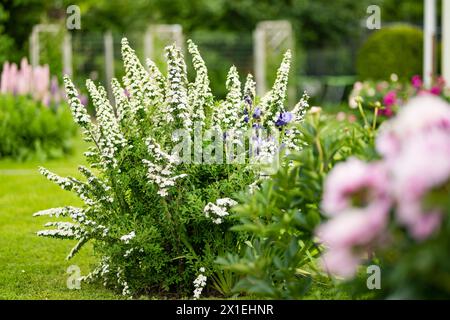 Blühender weißer spiraea-Busch im Sommergarten. Schönheit in der Natur. Stockfoto