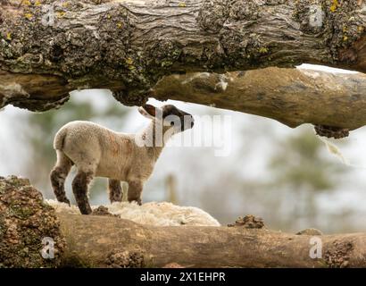 Lämmer spielen auf einem Feld hinter einem umgestürzten Baum auf dem Feld Stockfoto