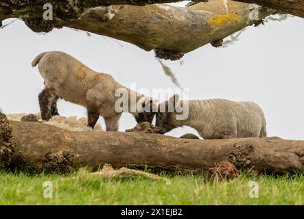 Lämmer spielen auf einem Feld hinter einem umgestürzten Baum auf dem Feld Stockfoto