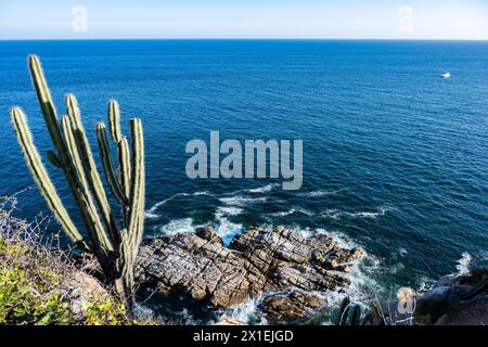 Riesige Kakteen, die auf felsigen Klippen der Pazifikküste wachsen. Huatulco, Oaxaca, Mexiko. Stockfoto