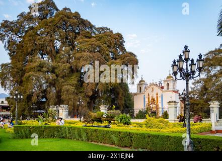 Árbol del Tule, eine riesige 2000 Jahre alte Montezuma-Zypresse (Taxodium mucronatum) im Zentrum von Santa María del Tule, Oaxaca, Mexiko. Stockfoto