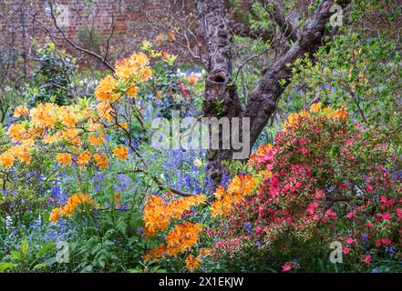 Farbenfrohe Azaleen außerhalb des ummauerten Gartens in den Eastcote House Gardens, mit blauen Glocken und blauem Vergissmeint-Not im Hintergrund. Eastcote, London, Großbritannien. Stockfoto