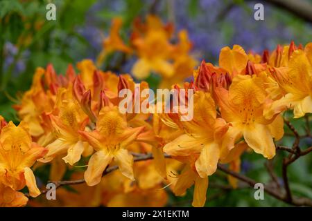 Farbenfrohe Azaleen außerhalb des ummauerten Gartens in den Eastcote House Gardens, mit blauen Glocken und blauem Vergissmeint-Not im Hintergrund. Eastcote, London, Großbritannien. Stockfoto