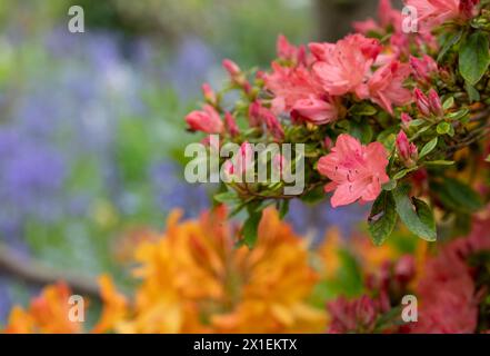 Farbenfrohe Azaleen außerhalb des ummauerten Gartens in den Eastcote House Gardens, mit blauen Glocken und blauem Vergissmeint-Not im Hintergrund. Eastcote, London, Großbritannien. Stockfoto