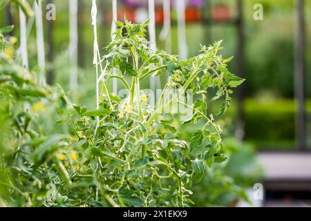 Anbau von Tomatenpflanzen in einem Gewächshaus am Sommertag. Anbau von Obst und Gemüse auf einem Gehöft. Gärtnerei und Lebensweise der Selbstversorgung Stockfoto