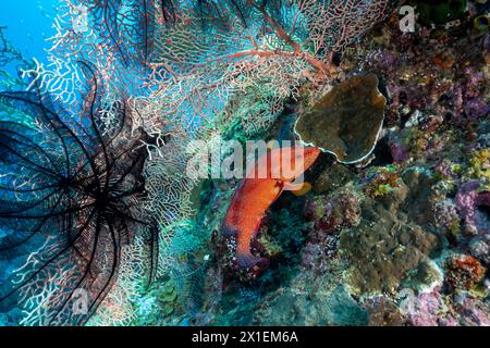 Korallenbarsch, Cephalopholis miniata, zwischen riesigen Meeresfächern, Euplexaura sp., Raja Ampat Indoneia. Stockfoto