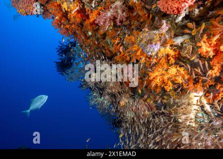 Orangenfleckenfische, Carangoides bajad, Jagd nach Glasfischen in den Riffspalten, Raja Ampat, Stockfoto