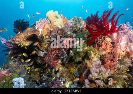 Das Riff ist landschaftlich reizvoll mit Seefahrern und Krinoiden Raja Ampat Indonesia. Stockfoto