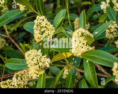 Duftende männliche Frühlingsblumen des harten immergrünen Strauches, Skimmia x confusa „Kew Green“ Stockfoto