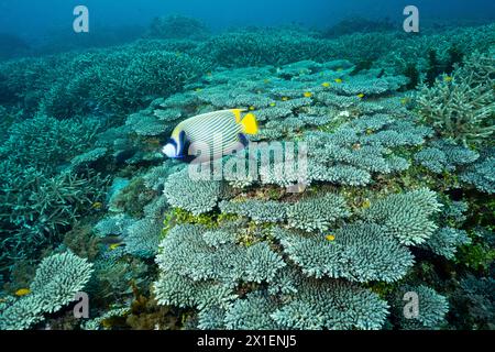 Malerisches Riff mit unberührten Hartkorallen und Kaiserfischen, Pomacanthus Imperator, Raja Ampat Indonesia. Stockfoto