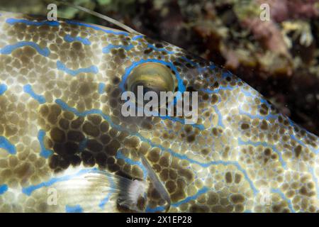 Kritzelfische, Aluterus scriptus, Raja Ampat Indonesia. Stockfoto