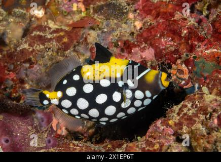 Juvenile Clown-Trigger-Fische, Balistoides conspicillum, Raja Ampat Indonesia. Stockfoto