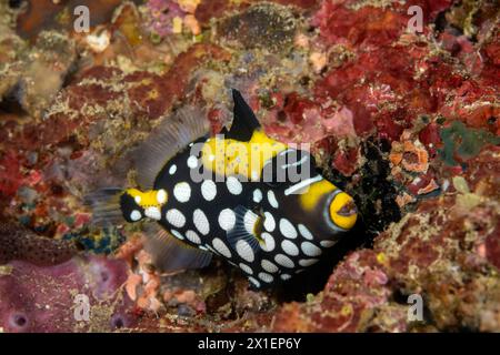 Juveniler Clown-Drückerfisch, Balistoides conspicillum, Raja Ampat Indonesia. Stockfoto