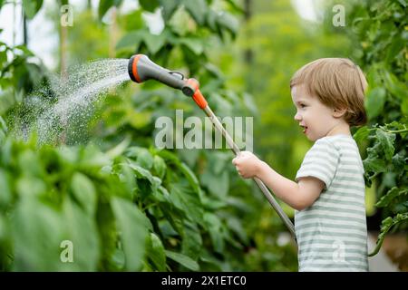 Süßer kleiner Junge, der Paprika im Gewächshaus am Sommertag tränkt. Kind verwendet Gartenschlauch, um Gemüse zu wässern. Kind hilft bei den alltäglichen Aufgaben. Stockfoto