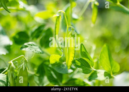 Junge Erbsenschoten auf einer grünen Erbsenpflanze. PEA-Hülsen reifen im Garten an sonnigen Sommertagen. Schönheit in der Natur. Stockfoto