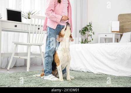 Süßes kleines Mädchen, das Beagle-Hund im Schlafzimmer einen Snack gibt Stockfoto