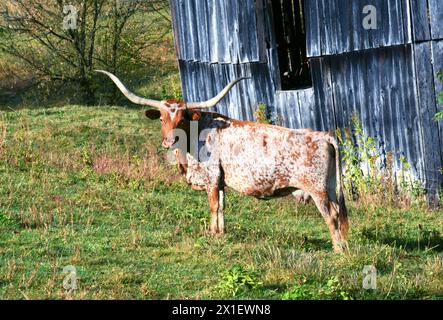 Die lange Hornkuh steht neben einer rustikalen Scheune und blickt von der Weide aus in die Kamera. Die Kuh ist in Tennessee. Es ist weiß mit braunen Flecken. Stockfoto