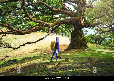 Beschreibung: Fanal Forest, Madeira Island, Portugal, Europa. Stockfoto