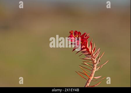 Euphorbienpflanze, die rot geworden ist. Euphorbia rigida. Stockfoto