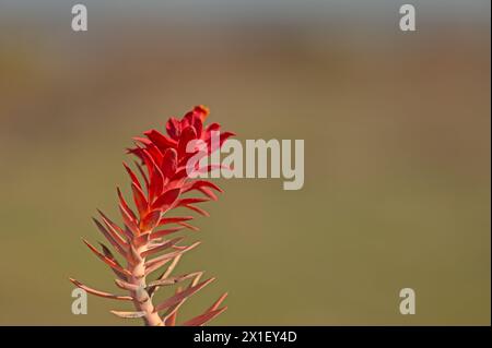 Euphorbienpflanze, die rot geworden ist. Euphorbia rigida. Stockfoto