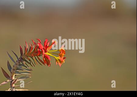 Euphorbienpflanze, die rot geworden ist. Euphorbia rigida. Stockfoto