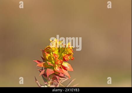 Euphorbienpflanze, die rot geworden ist. Euphorbia rigida. Stockfoto