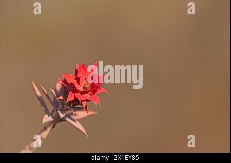 Euphorbienpflanze, die rot geworden ist. Euphorbia rigida. Stockfoto