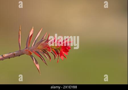 Euphorbienpflanze, die rot geworden ist. Euphorbia rigida. Stockfoto