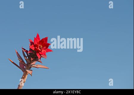 Euphorbienpflanze, die rot geworden ist. Euphorbia rigida, blauer Himmel Hintergrund. Stockfoto