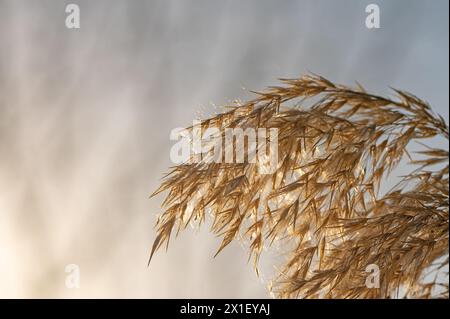 Reed-Pflanzen-Quasten gegen einen bewölkten Himmel. Stockfoto