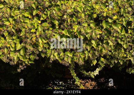 Schöne Früchte von Common Ivy Hedera Helix Linne. Hedera Helix (gemeiner, englischer Efeu, Europäischer Efeu) mit Obstbeeren. Hedera Helix Fruit Black und p Stockfoto